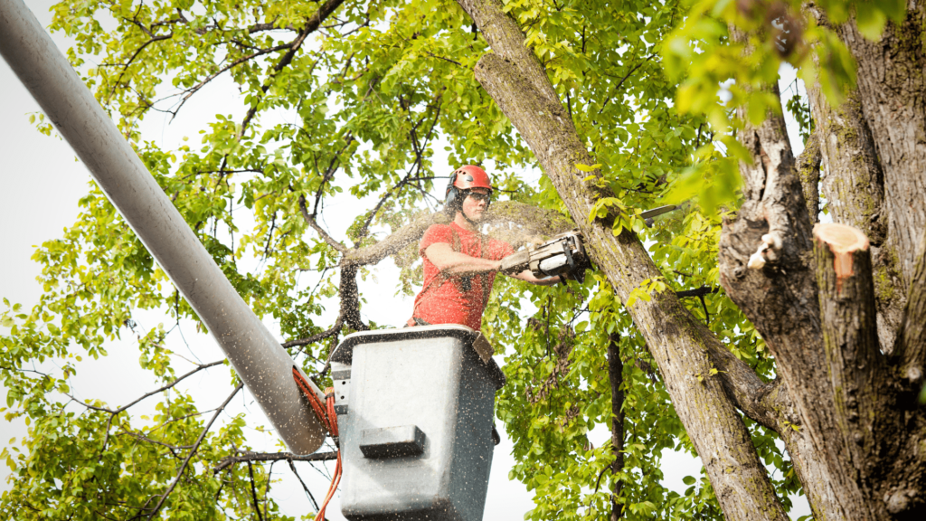 A man in a red shirt is diligently working on a tree, focused on his task in a natural outdoor setting.